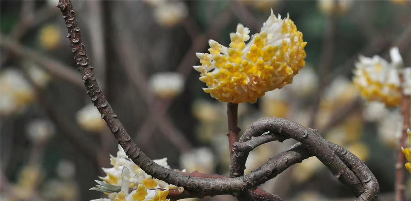 结香花的花语（探秘结香花的意义与象征）