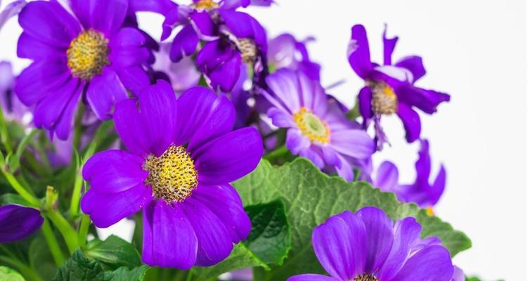 寓意深远的紫色小雏菊花语（探究紫色小雏菊的花语和寓意，感悟生命的美丽）