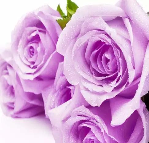探究紫色玫瑰的意义（了解紫色玫瑰代表的情感和象征）