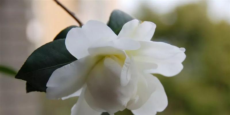 白色山茶花的花语（淡雅高贵象征纯洁）