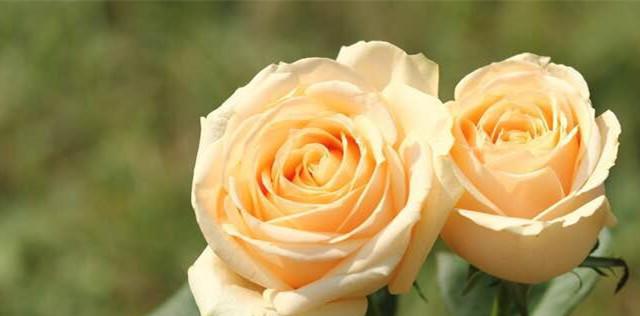 25朵玫瑰花语的含义（探秘玫瑰花语，25朵花藏多少情感）