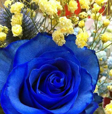 蓝色玫瑰花语解析（探寻蓝色玫瑰的神秘语言）