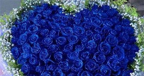 蓝色玫瑰花语解析（探寻蓝色玫瑰的神秘语言）