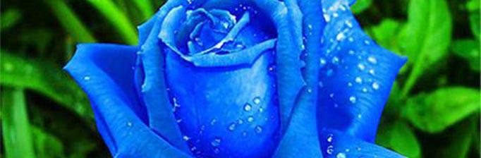 蓝玫瑰花语的深刻含义（探秘蓝玫瑰的神秘世界——以蓝玫瑰花语为主线）