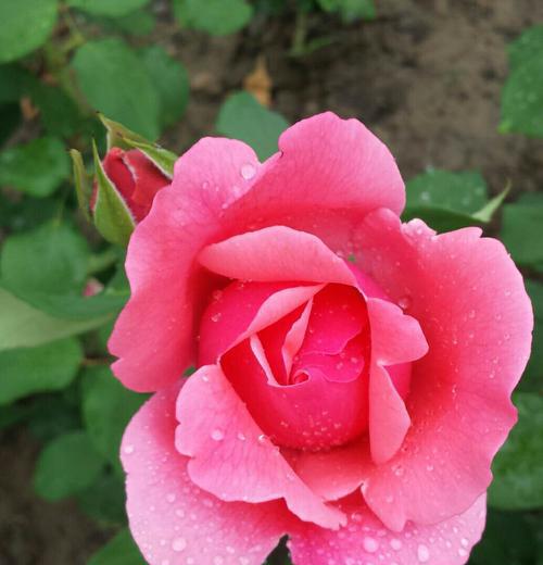 黄月季花的美与意义（探究黄月季花的花语和象征意义）