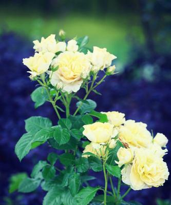 黄月季花的美与意义（探究黄月季花的花语和象征意义）