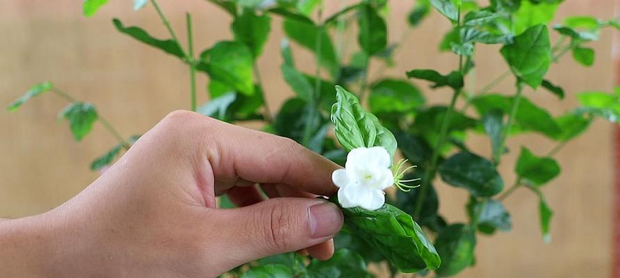 如何养护茉莉花？（让你的茉莉花更加美丽迷人）