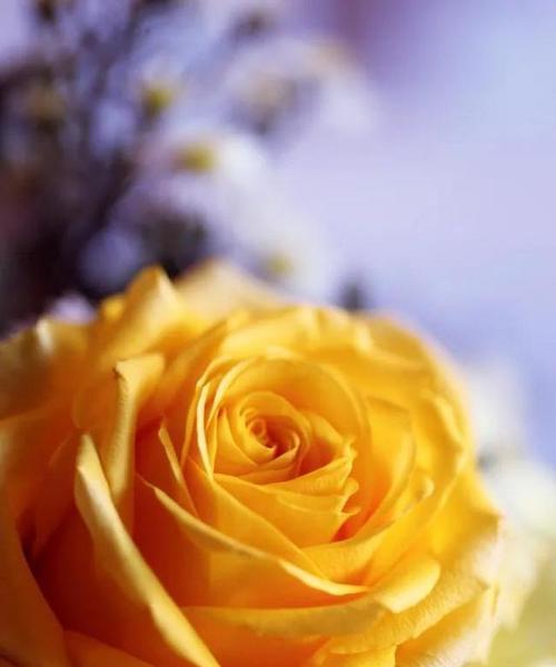 黄玫瑰的代表意义（花语解读与文化内涵）