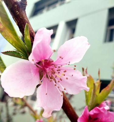 扑鼻桃花，含笑春风（桃花花语及象征意义）