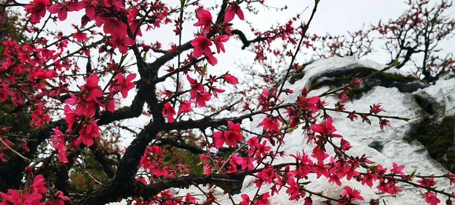 扑鼻桃花，含笑春风（桃花花语及象征意义）