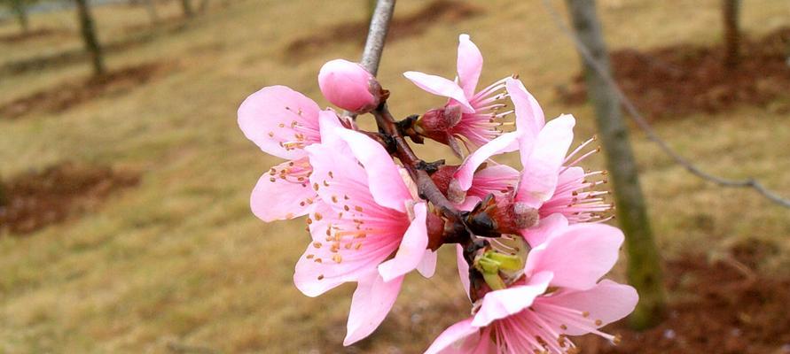 扑鼻桃花，含笑春风（桃花花语及象征意义）