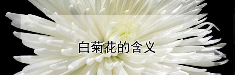 探寻白菊花的寓意与花语（珍爱生命，敬畏自然——白菊花的深层涵义）