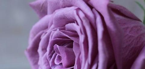 紫色玫瑰花语（揭秘紫色玫瑰的意义及文化内涵）