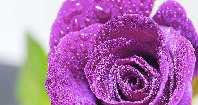 紫色玫瑰花语（揭秘紫色玫瑰的意义及文化内涵）