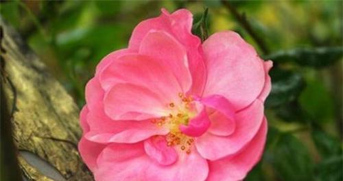 蔷薇花的花语和寓意（解读蔷薇花背后的意义，传递情感的绝佳选择）