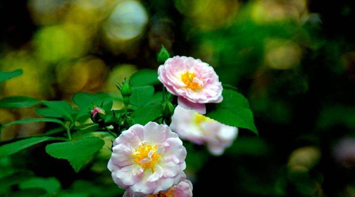 蔷薇花的花语和寓意（解读蔷薇花背后的意义，传递情感的绝佳选择）