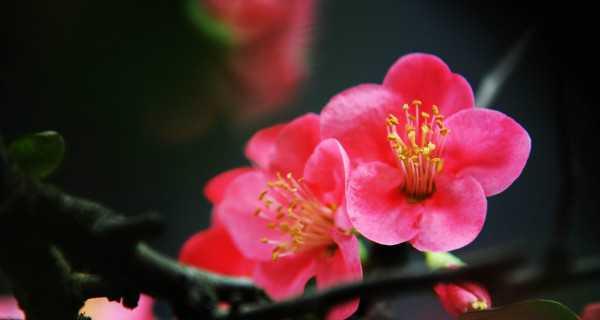 海棠花语和象征意义（传承千年的美丽与神秘）