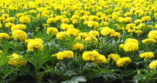 探究万寿菊的花语（寓意深远、文化底蕴丰厚的花卉）