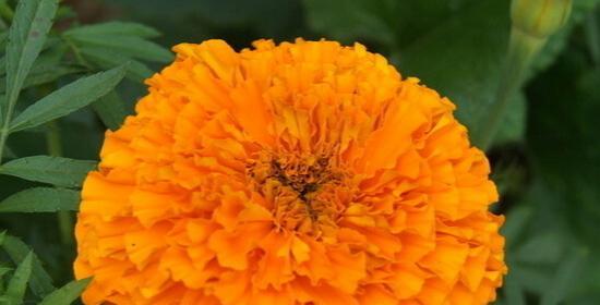 探究万寿菊的花语（寓意深远、文化底蕴丰厚的花卉）