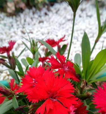石竹花花语的意义（探索石竹花作为礼物的神秘意义）