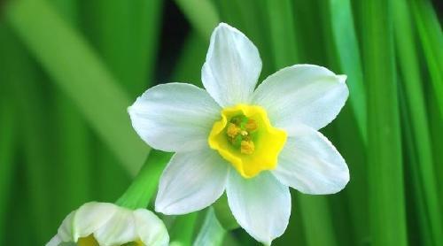 黄水仙花语的含义（探究黄水仙在文化和生活中的价值）