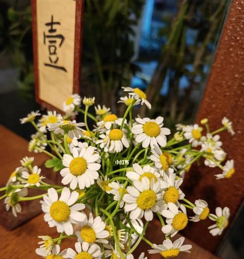 小雏菊，那些令人感动的寓意与花语（一朵小花，却传递着无限温暖）