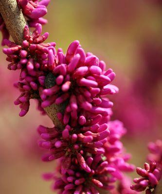 紫荆花的传说与花语（传说中的紫荆花、紫荆花的含义及象征意义）