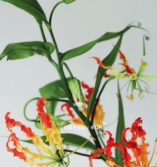 揭秘嘉兰花语的含义（探究嘉兰花所蕴含的情感和意义）