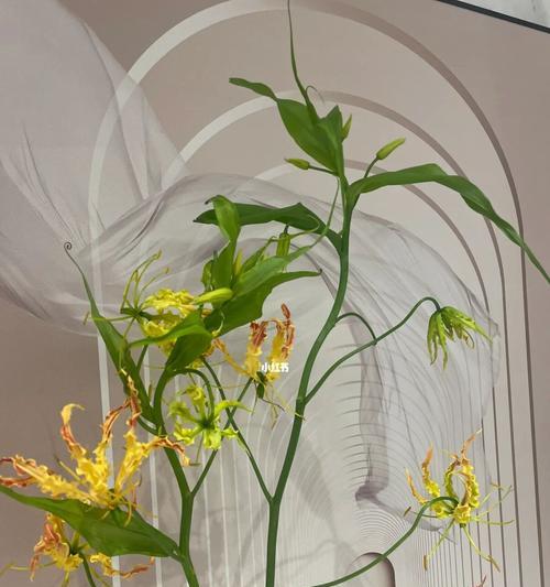 揭秘嘉兰花语的含义（探究嘉兰花所蕴含的情感和意义）