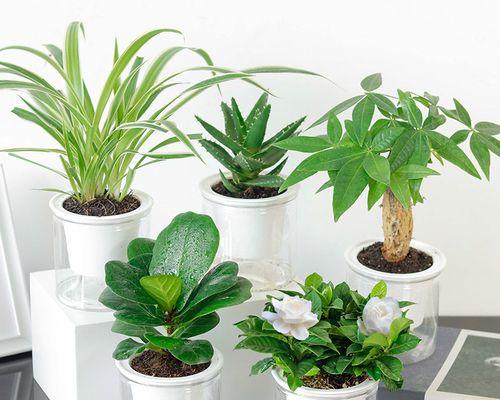 室内养植最佳选择——盆栽植物推荐（美化环境，净化空气，这些盆栽植物最适合在家养）