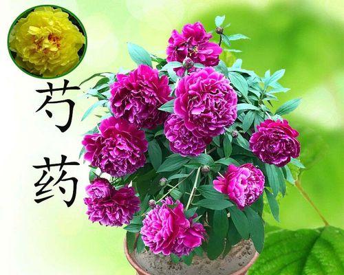 如何在冬季室内养护盆栽牡丹（8个技巧教你轻松驾驭盆栽牡丹）