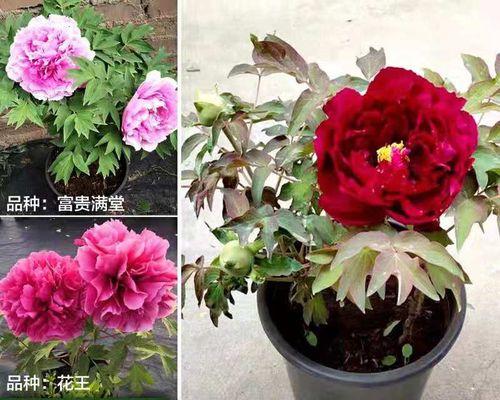 如何在冬季室内养护盆栽牡丹（8个技巧教你轻松驾驭盆栽牡丹）