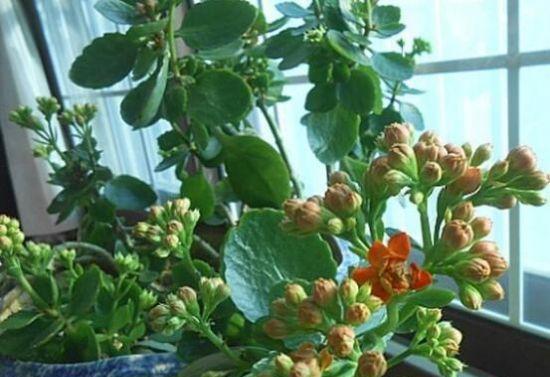 夏季长寿花养殖全指南（掌握这些方法，让你的长寿花长得更美）