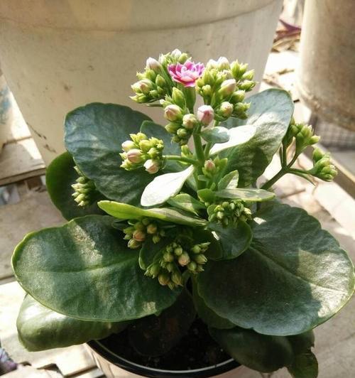 夏季长寿花养殖全指南（掌握这些方法，让你的长寿花长得更美）