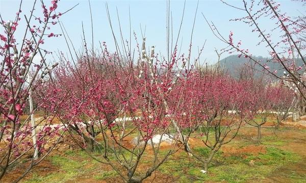 红梅树种植方法详解（让你轻松种出美丽的红梅）