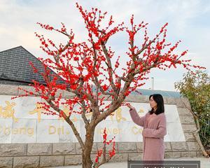 红梅树种植方法详解（让你轻松种出美丽的红梅）