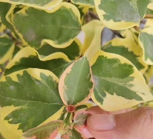 三角梅的花芽和叶芽有何不同？（解密三角梅的生长秘密，认识其独特特征）