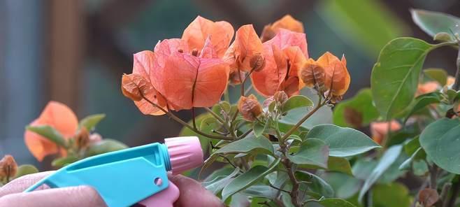 三角梅的花芽和叶芽有何不同？（解密三角梅的生长秘密，认识其独特特征）