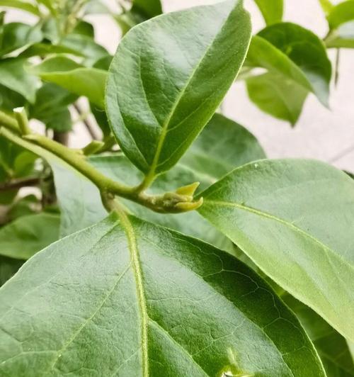 三角梅的花芽和叶芽有何不同？（解密三角梅的生长秘密，认识其独特特征）