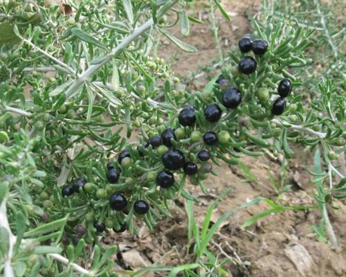 如何种植枸杞树？——从选地到收成全流程（枸杞种植步骤、适宜地点和注意事项）