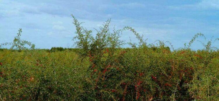 如何种植枸杞树？——从选地到收成全流程（枸杞种植步骤、适宜地点和注意事项）