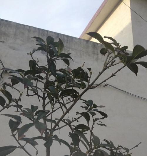 如何种植健康的桂花树（注意事项全解析，让你轻松成为桂花树养护达人）