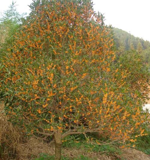 如何种植健康的桂花树（注意事项全解析，让你轻松成为桂花树养护达人）