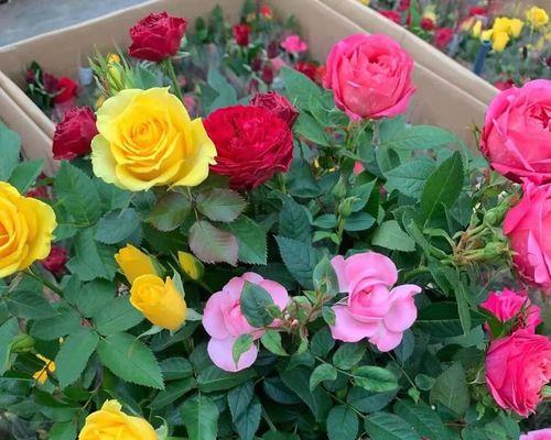 玫瑰花期是多长时间？（玫瑰花期的时间分别是什么时候？）