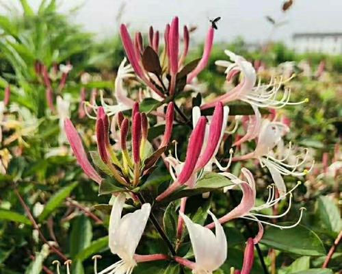 金银花品种推荐