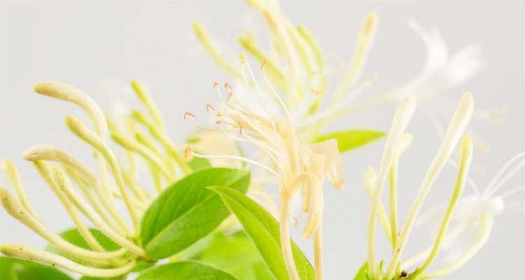 金银花品种推荐