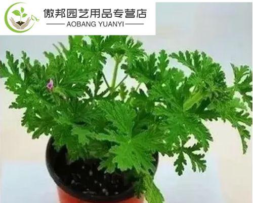 盆栽驱蚊植物的选择与养护（打造安全无害的室内空气环境——以驱蚊植物为例）