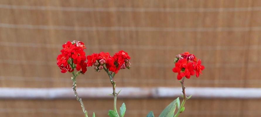 美丽而长寿的凤尾花，繁殖和修剪你需要知道的一切（培育凤尾长寿花，怎么繁殖和修剪才能让它更加美丽？）