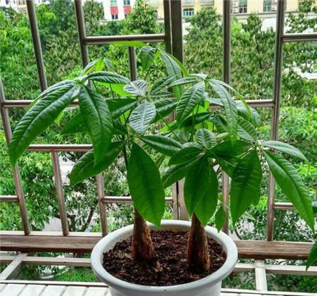 发财树种植方法详解（从选苗到养护全掌握，让你的发财树健康长大）