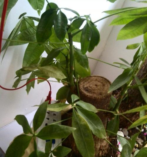 发财树种植方法详解（从选苗到养护全掌握，让你的发财树健康长大）